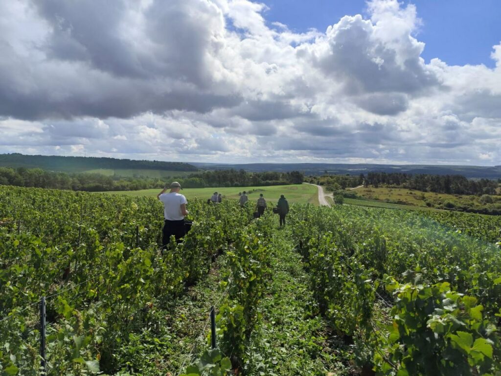 Strajk Polaków w winnicy we Francji
