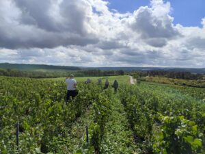 Strajk Polaków w winnicy we Francji
